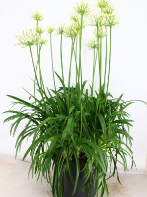 Agapanthus Eydori White - Vaxtinredarna.se