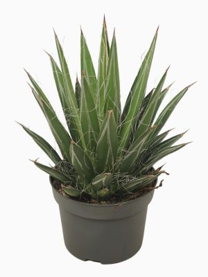 Agave filifera - Vaxtinredarna.se