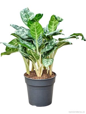 Aglaonema 'Amazon Silver' - Vaxtinredarna.se