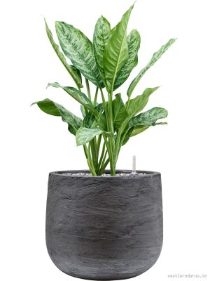 Aglaonema 'Chantal' in Baq Algar - Vaxtinredarna.se