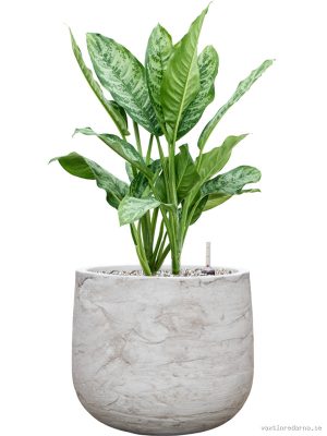 Aglaonema 'Chantal' in Baq Algar - Vaxtinredarna.se