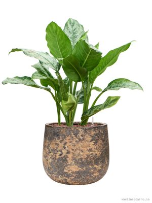 Aglaonema 'Chantal' in Baq Atlas - Vaxtinredarna.se