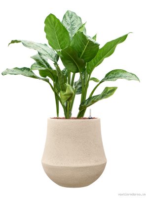 Aglaonema 'Chantal' in Baq Polystone Coated Plain - Vaxtinredarna.se
