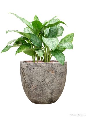 Aglaonema 'Chantal' in Baq Sandora