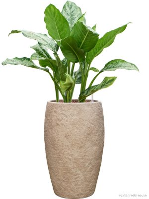Aglaonema 'Chantal' in Coast Mountains - Vaxtinredarna.se