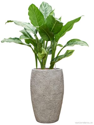 Aglaonema 'Chantal' in Coast Mountains - Vaxtinredarna.se
