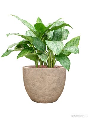 Aglaonema 'Chantal' in Coast Mountains - Vaxtinredarna.se