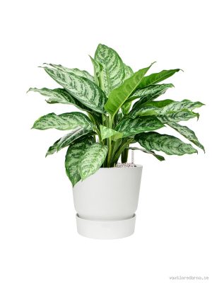 Aglaonema 'Chantal' in Greenville - Vaxtinredarna.se