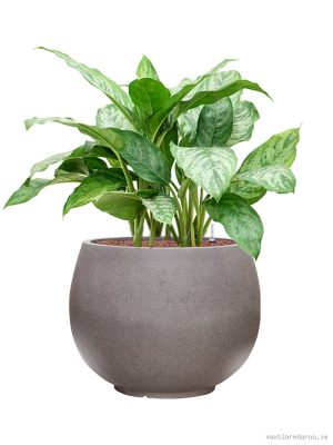 Aglaonema 'Chantal' in Rotunda Urban - Vaxtinredarna.se