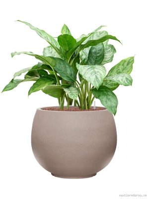 Aglaonema 'Chantal' in Rotunda Urban - Vaxtinredarna.se