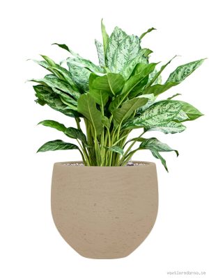 Aglaonema 'Chantal' in Rough
