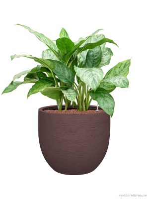 Aglaonema 'Chantal' in Terreno
