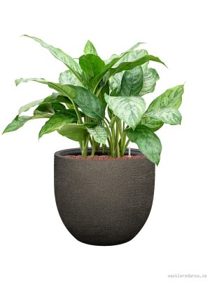 Aglaonema 'Chantal' in Terreno