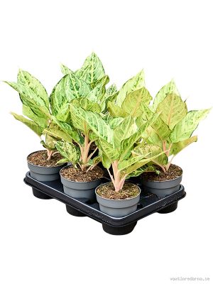Aglaonema 'Chartreuse Pretty' 6/tray