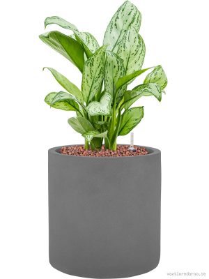 Aglaonema 'Christina' in Natural