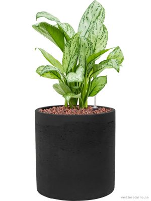 Aglaonema 'Christina' in Rough - Vaxtinredarna.se