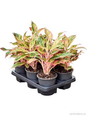 Aglaonema 'Elena' 6/tray - Vaxtinredarna.se