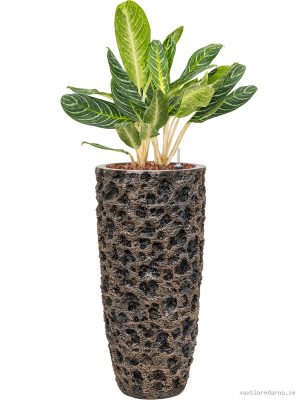 Aglaonema 'Key Lime' in Baq Luxe Lite Universe Moon - Vaxtinredarna.se