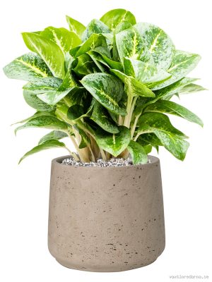 Aglaonema 'Lemon Mint' in Rough