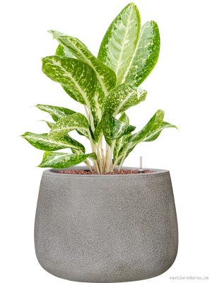 Aglaonema 'Milky way' in Antwerp - Vaxtinredarna.se