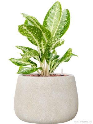 Aglaonema 'Milky way' in Antwerp - Vaxtinredarna.se
