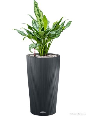Aglaonema 'Miss Julliete' in Lechuza Cilindro 23 - Vaxtinredarna.se