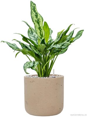 Aglaonema 'Miss Julliette' in Rough - Vaxtinredarna.se