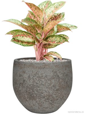 Aglaonema 'Painted Celebration' in Cement & Stone
