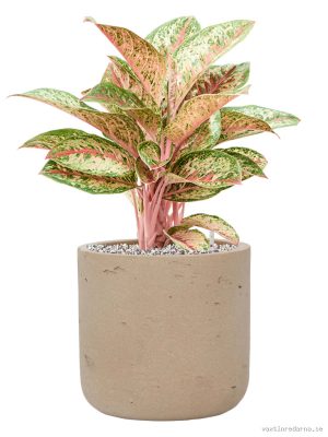 Aglaonema 'Painted Celebration' in Rough - Vaxtinredarna.se