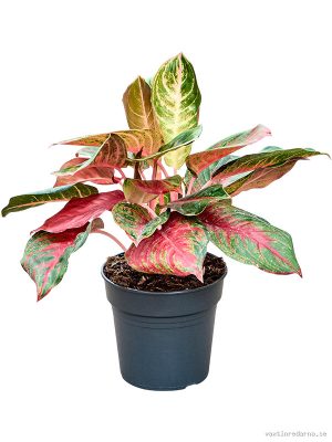 Aglaonema 'Red Emerald' - Vaxtinredarna.se