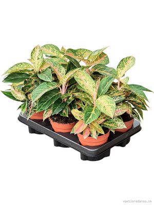 Aglaonema 'Red Valentine' 6/tray - Vaxtinredarna.se