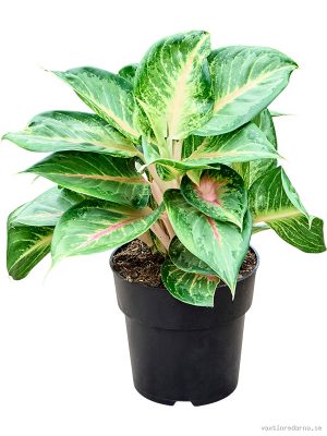 Aglaonema 'Sakura Mochi'