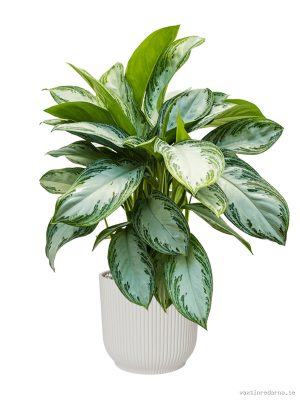 Aglaonema 'Silver Bay' in Vibes Fold - Vaxtinredarna.se
