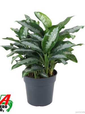 Aglaonema 'Silver Moon' - Vaxtinredarna.se