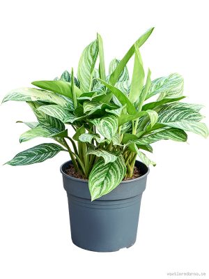 Aglaonema 'Stripes' - Vaxtinredarna.se