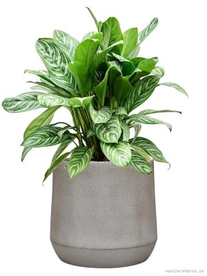 Aglaonema 'Stripes' in Antwerp - Vaxtinredarna.se