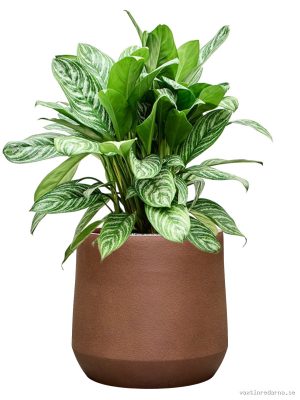 Aglaonema 'Stripes' in Antwerp - Vaxtinredarna.se