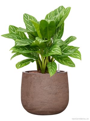 Aglaonema 'Stripes' in Baq Algar - Vaxtinredarna.se