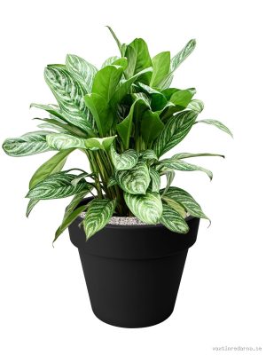 Aglaonema 'Stripes' in Green Basics - Vaxtinredarna.se