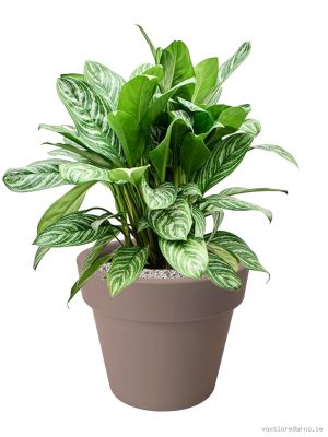 Aglaonema 'Stripes' in Green Basics - Vaxtinredarna.se