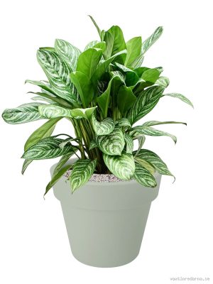 Aglaonema 'Stripes' in Green Basics - Vaxtinredarna.se