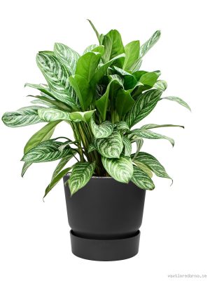 Aglaonema 'Stripes' in Greenville - Vaxtinredarna.se