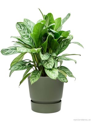 Aglaonema 'Stripes' in Greenville - Vaxtinredarna.se