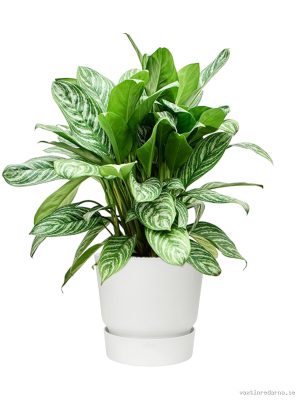 Aglaonema 'Stripes' in Greenville - Vaxtinredarna.se