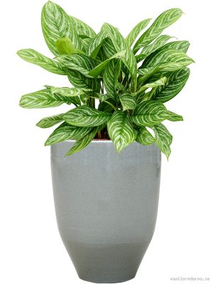 Aglaonema 'Stripes' in One and Only - Vaxtinredarna.se