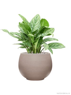 Aglaonema 'Stripes' in Rotunda Urban - Vaxtinredarna.se