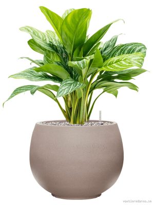 Aglaonema 'Stripes' in Rotunda Urban - Vaxtinredarna.se
