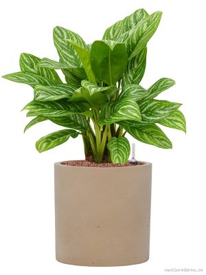 Aglaonema 'Stripes' in Rough - Vaxtinredarna.se