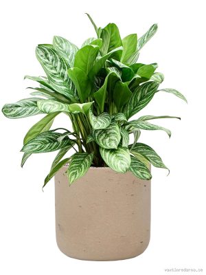 Aglaonema 'Stripes' in Rough - Vaxtinredarna.se