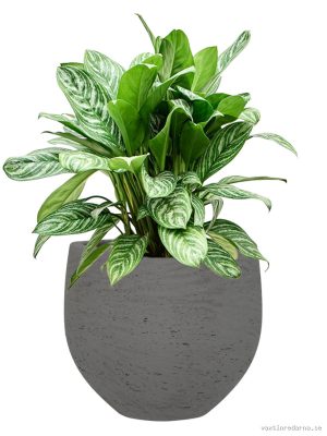 Aglaonema 'Stripes' in Rough - Vaxtinredarna.se